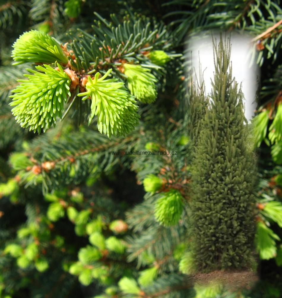 smrk-omorika-picea-omorica