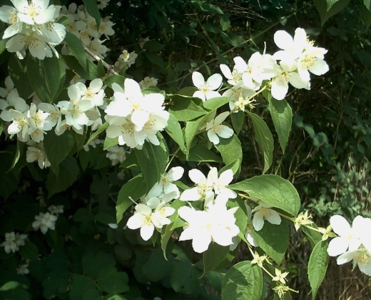 Jasmín Pustoryl "PHILADELPHUS CORONARIUS"
