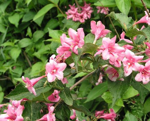 Vajgélie "WEIGELA FLORIDA BOSCOOP GLOR